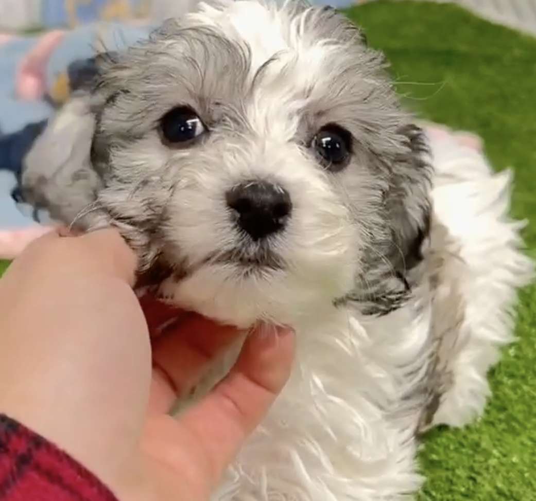 gray and white havachon puppy next to a person's hand